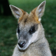 Illustration for article titled Rogue Kangaroo Breaks Out of Wildlife Park, Gallivants Around Germany Being Awesome
